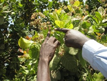 First of the cashews